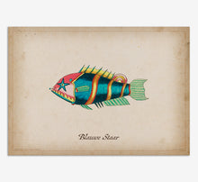 Load image into Gallery viewer, Blauwe Staar Fish