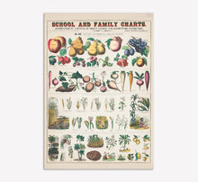 Load image into Gallery viewer, Botanical: Economical uses of Plants V1