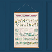 Load image into Gallery viewer, The Classification of Plants