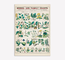 Load image into Gallery viewer, Botanical: Economical Uses of Plants V2