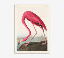 Load image into Gallery viewer, Pink Flamingo
