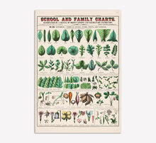 Load image into Gallery viewer, Forms of Leaves, Stems, Roots, and Flowers