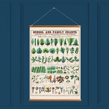 Load image into Gallery viewer, Forms of Leaves, Stems, Roots, and Flowers