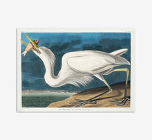 Load image into Gallery viewer, Great White Heron