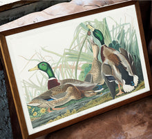 Load image into Gallery viewer, Mallard Duck