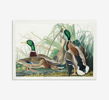Load image into Gallery viewer, Mallard Duck