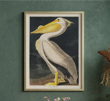 Load image into Gallery viewer, American White Pelican