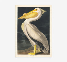 Load image into Gallery viewer, American White Pelican