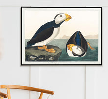 Load image into Gallery viewer, Puffin