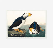 Load image into Gallery viewer, Puffin