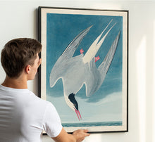 Load image into Gallery viewer, Great Tern
