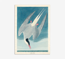 Load image into Gallery viewer, Great Tern