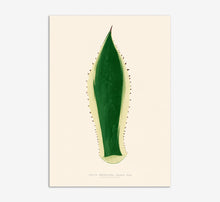 Load image into Gallery viewer, Agave Americana fine art print
