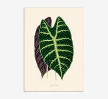 Load image into Gallery viewer, Alocasia Lowii
