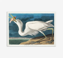 Load image into Gallery viewer, Great White Heron
